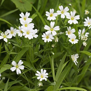 Natural Chickweed Anti-itch Salve