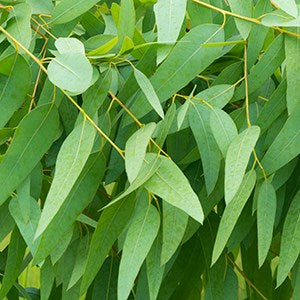 Eucalyptus Congestion Salve