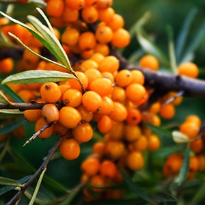 Organic Sea Buckthorn Oil Cream Salve