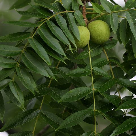Natural Organic Skin Care & Hair Care with Black Walnut