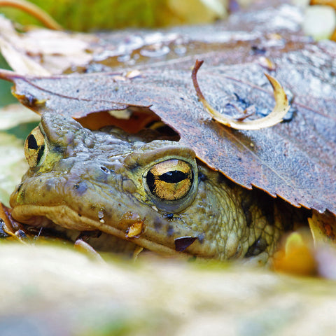 Environmental Commitments Natural Skin Care Chagrin Valley Frog Under Leaf